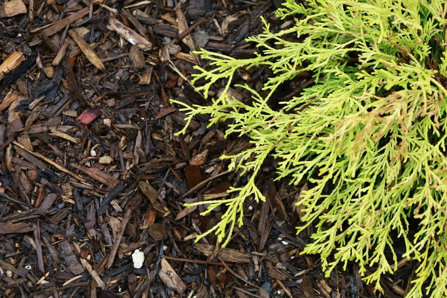 Evergreen shrub on a fresh layer of dark mulch