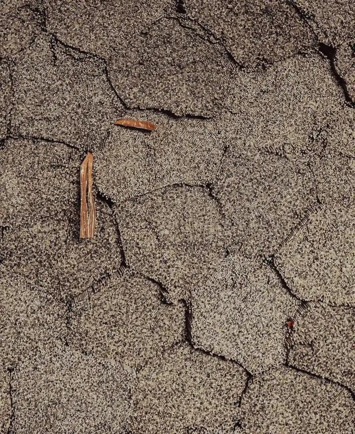 Close-up of weathered asphalt shingles needing repair